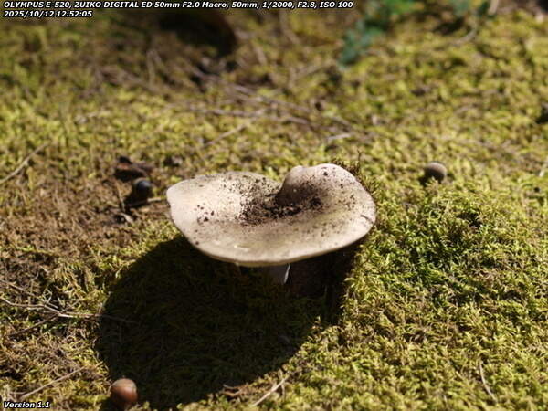 南立石公園(別府市) キノコその1