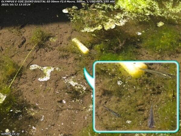 境川(別府市) カダヤシ疑惑の魚