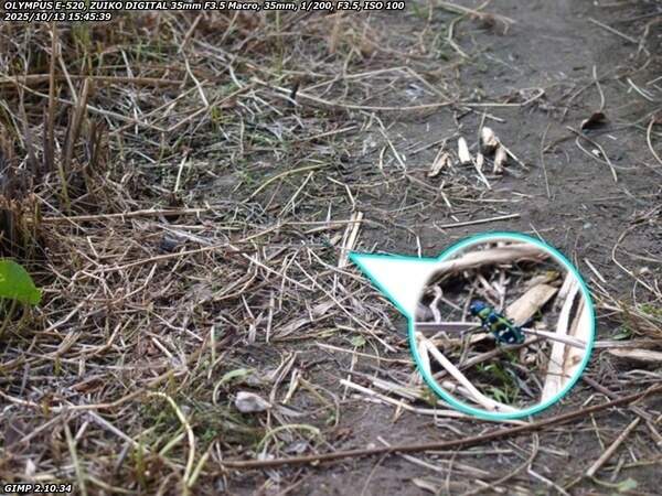 境川(別府市) ナミハンミョウ