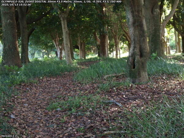 南立石公園(別府市) 52号線方面へ伸びる木々の中の踏み分け道