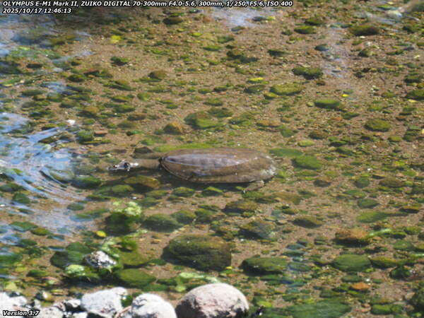境川(別府市) スッポン
