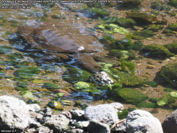 境川(別府市) スッポン