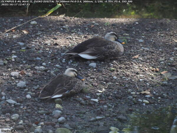 境川(別府市) こちらを警戒するカルガモ