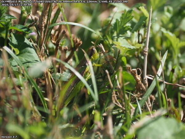 境川(別府市) コバネイナゴ