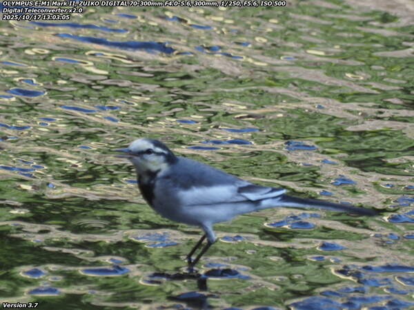 境川(別府市) ハクセキレイ