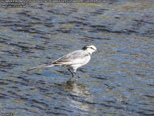 境川(別府市) ハクセキレイ