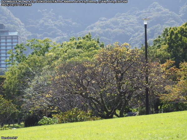南立石公園(別府市) 南立石公園の梅の木