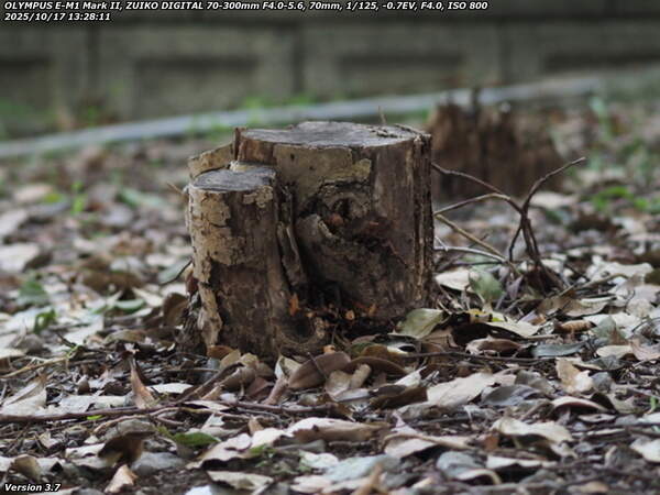 南立石公園町(別府市) 切り株とキノコその1