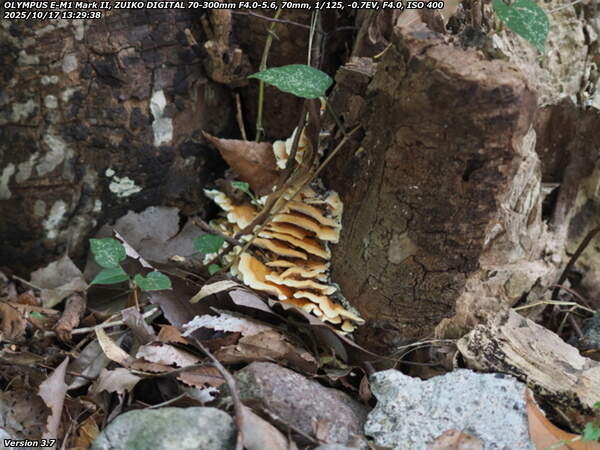 南立石公園町(別府市) 切り株とキノコその2