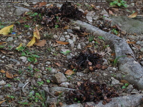 南立石公園町(別府市) 地面から生えるキノコその3