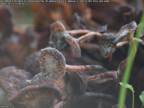 南立石公園町(別府市) 地面から生えるキノコその3のアップ