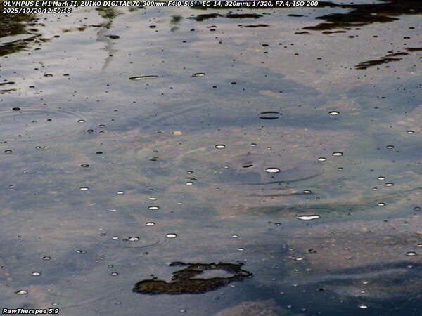 南立石生目町(別府市) 西別府橋の真下の砂防ダムにいるスッポン