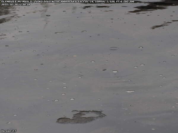 南立石生目町(別府市) 西別府橋の真下の砂防ダムにいるスッポン