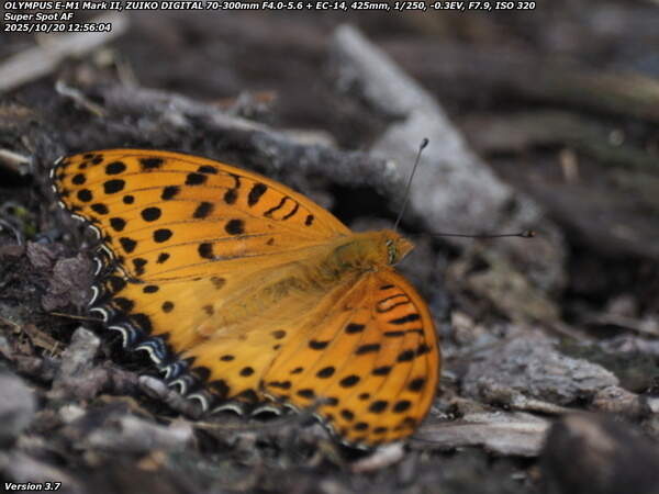 境川(別府市) ヒョウモンチョウ(ツマグロヒョウモン)のオス