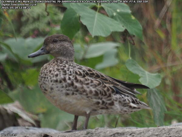 境川(別府市) コガモ(デジタルテレコン有効)