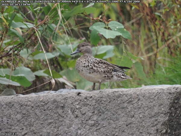 境川(別府市) コガモ