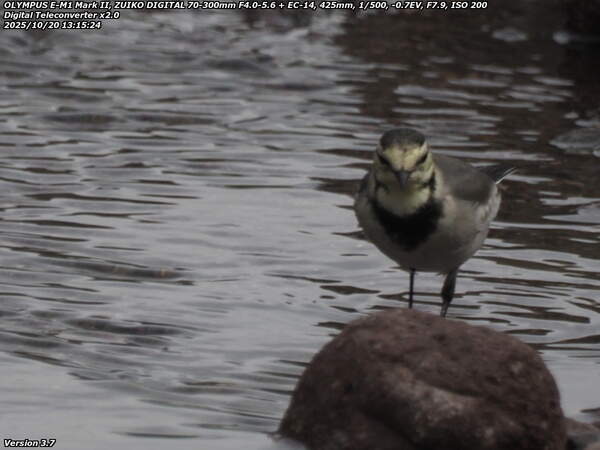 境川(別府市) ハクセキレイ