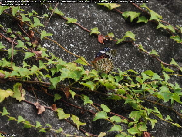 境川(別府市) ヒョウモンチョウ(ツマグロヒョウモン)のメス