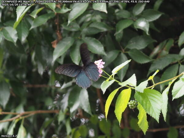 境川(別府市) ナガサキアゲハのオス