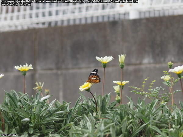 荘園(別府市) ツマグロヒョウモンのメス