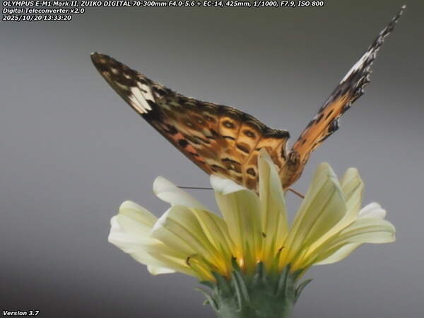 荘園(別府市) ツマグロヒョウモンのメスのバックショット