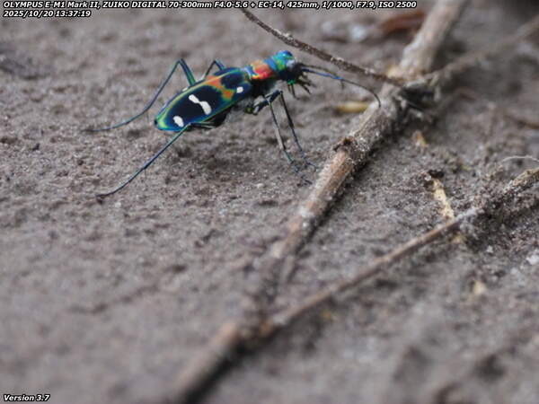 境川(別府市) ナミハンミョウ