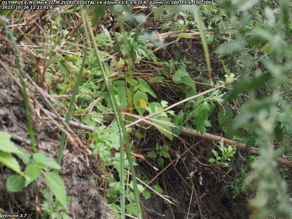境川(別府市) キタキチョウ