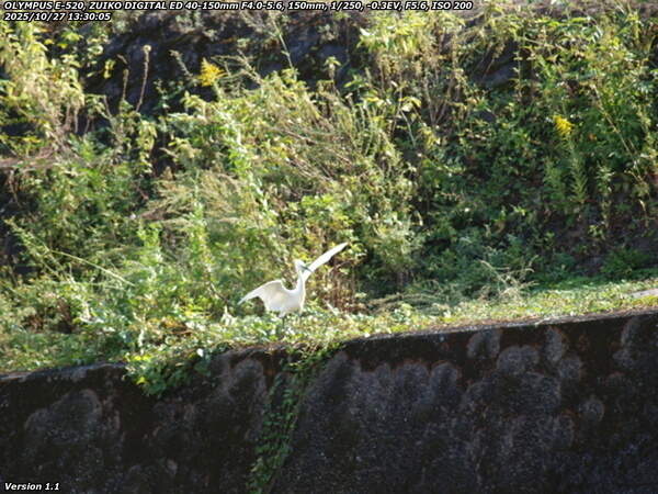 境川(別府市) コサギ