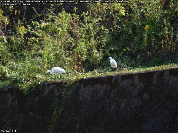 境川(別府市) コサギの親子かつがい