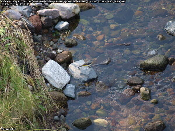 境川(別府市) イナコスの橋から見下ろすキセキレイ