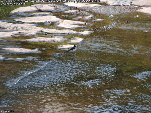 境川(別府市) セグロセキレイ