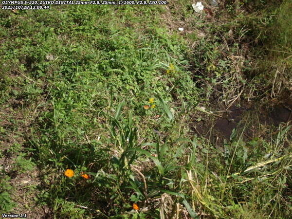 境川(別府市) ツマグロヒョウモンのメス