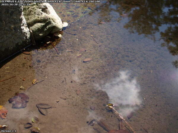 境川(別府市) カダヤシ疑惑の魚