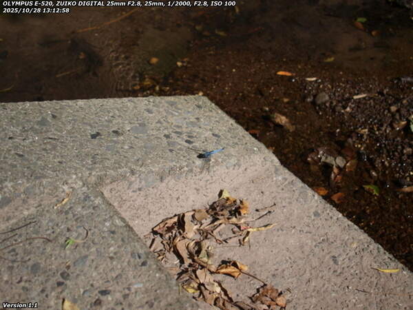 境川(別府市) オオシオカラトンボ