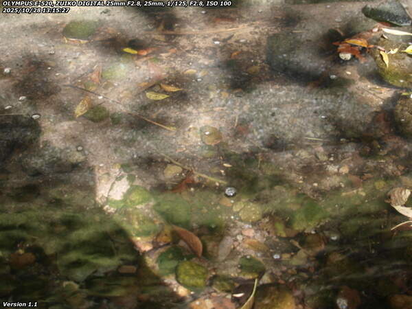 境川(別府市) カダヤシ疑惑の魚