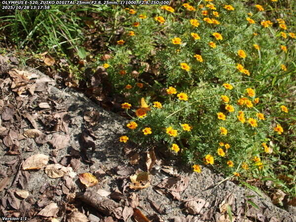 境川(別府市) ツマグロヒョウモンのオス