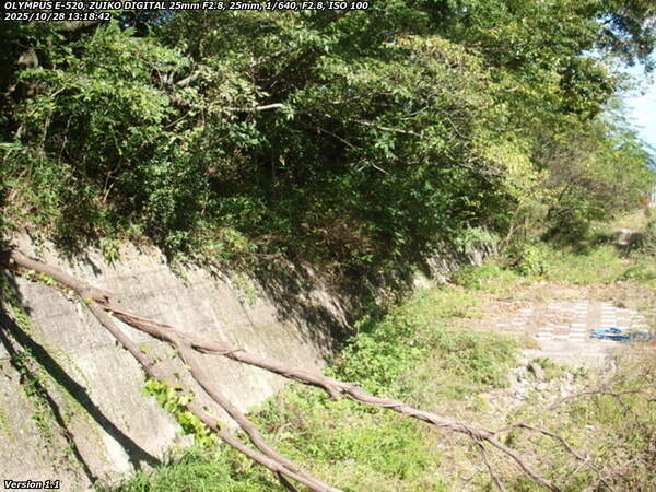 境川(別府市) 進路を塞ぐ倒木