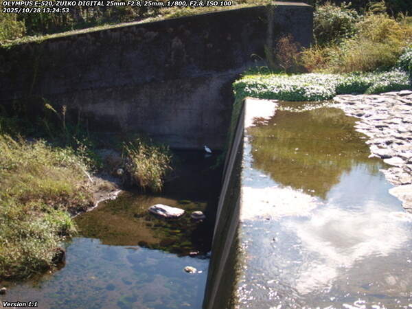 境川(別府市) コサギ