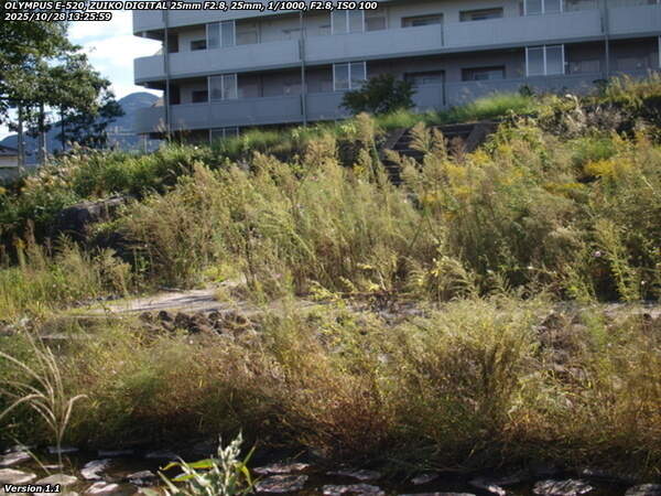 境川(別府市) ジョウビタキのメス