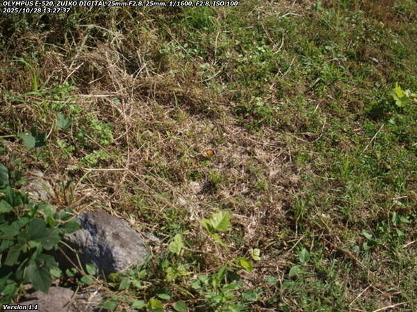 境川(別府市) ツマグロヒョウモンのメス