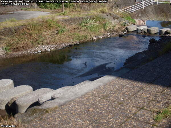 境川(別府市) ハクセキレイ