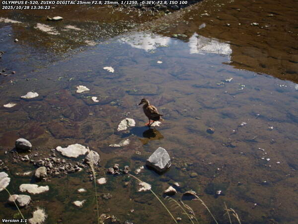 境川(別府市) カルガモ