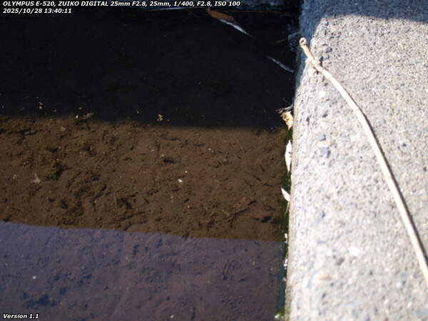 境川(別府市) カダヤシ疑惑の魚