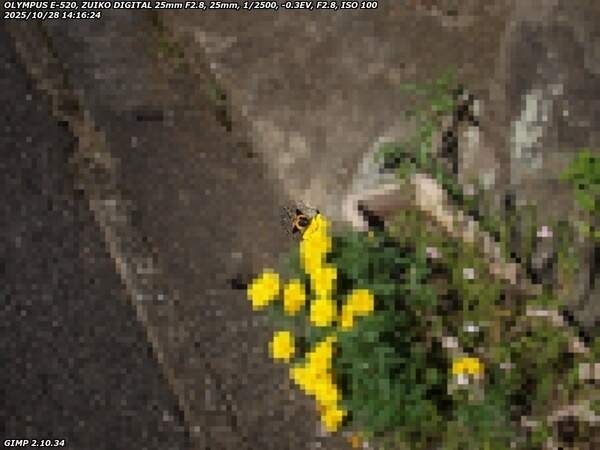 南立石生目町(別府市) キオビエダシャク