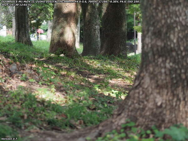 南立石公園(別府市) 西側の木立沿いの踏み分け道を進む