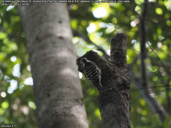 南立石公園(別府市) コゲラ