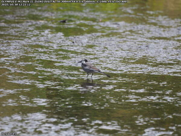 境川(別府市) ハクセキレイ