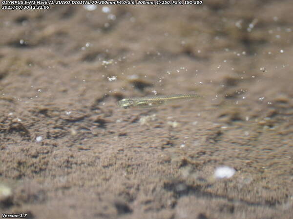 境川(別府市) カダヤシ疑惑の魚