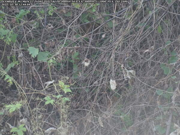 境川(別府市) スズメの羽づくろい