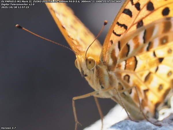 境川(別府市) ツマグロヒョウモンのオスのアップ